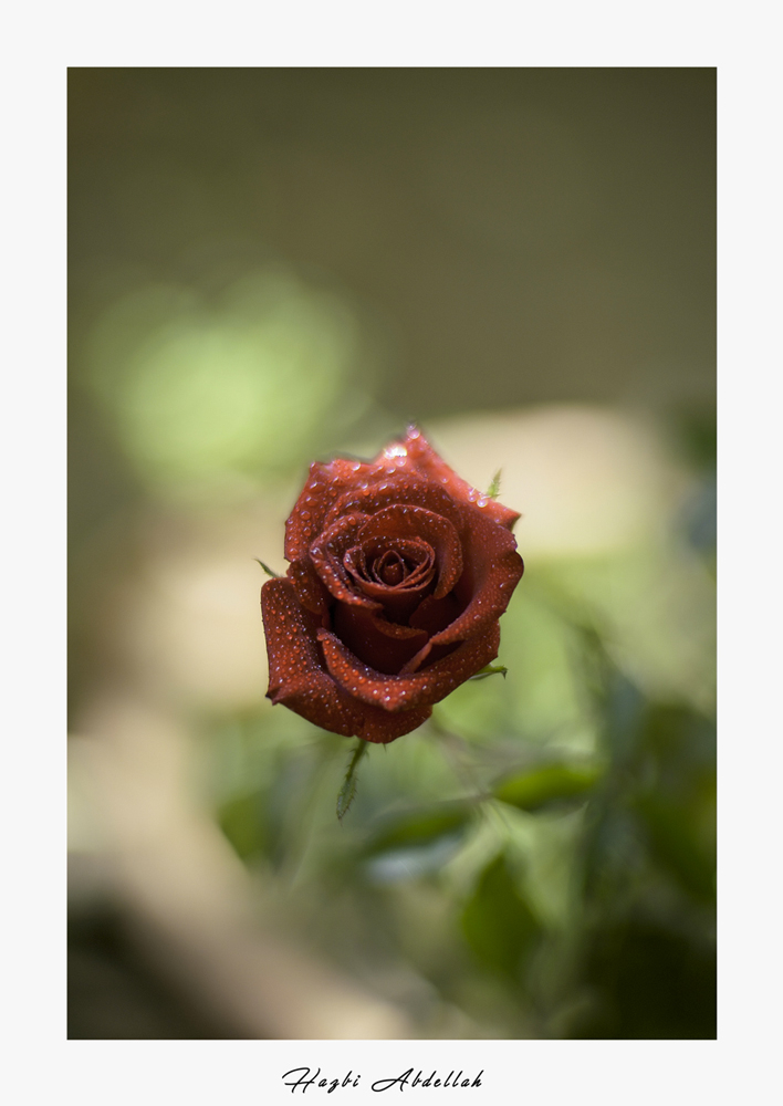 SON05076-Copiebisfor.jpg.d0040de13c9e0cbdad49558bf6ed3d40.jpg