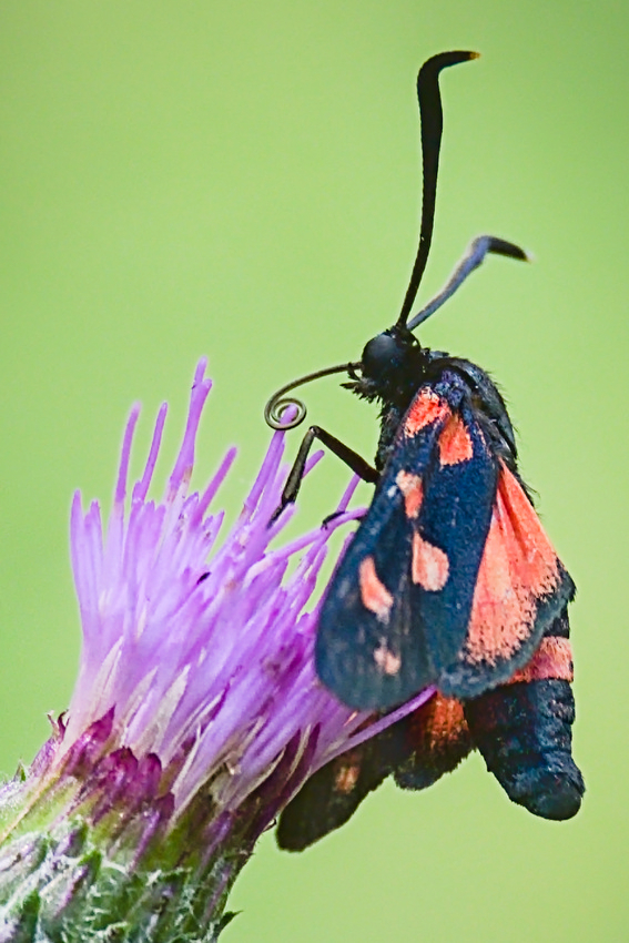 VHA07717crop.jpg