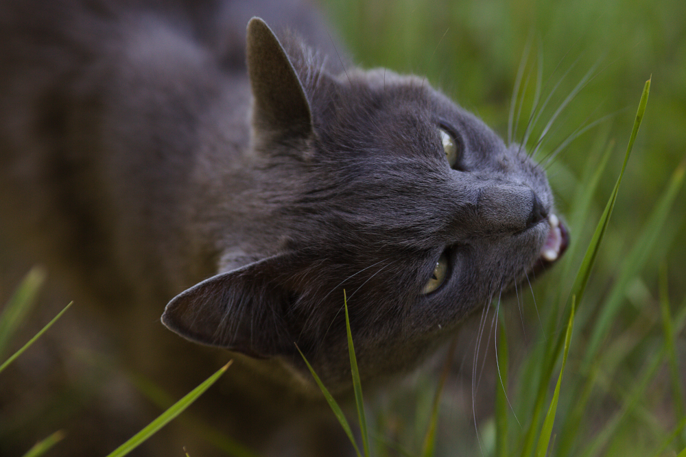 chat0472.jpg.55ce77487c2f894f7c6ca22a9f3a3920.jpg