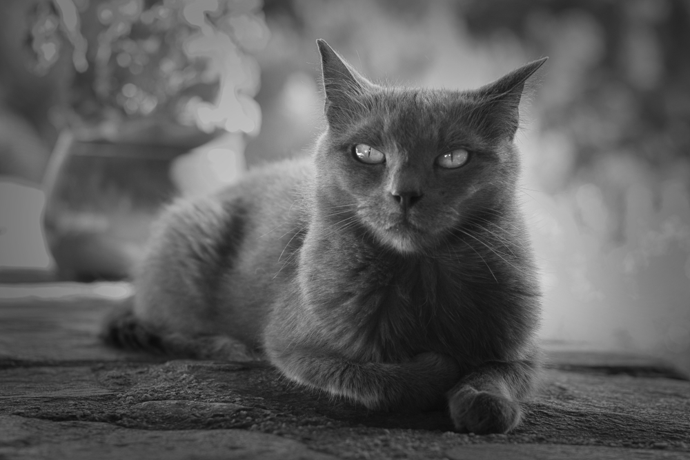 chat6078.jpg.92a66a9c50e5517ba427b752373c0b25.jpg