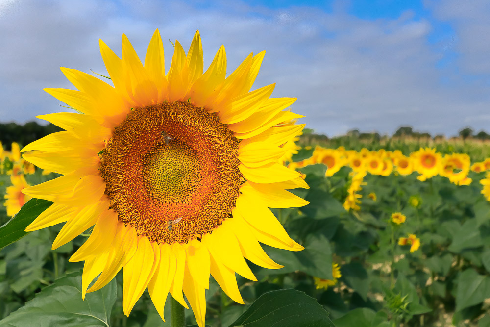 tournesol_.jpg.2b30141086d329d45fba22fded542258.jpg