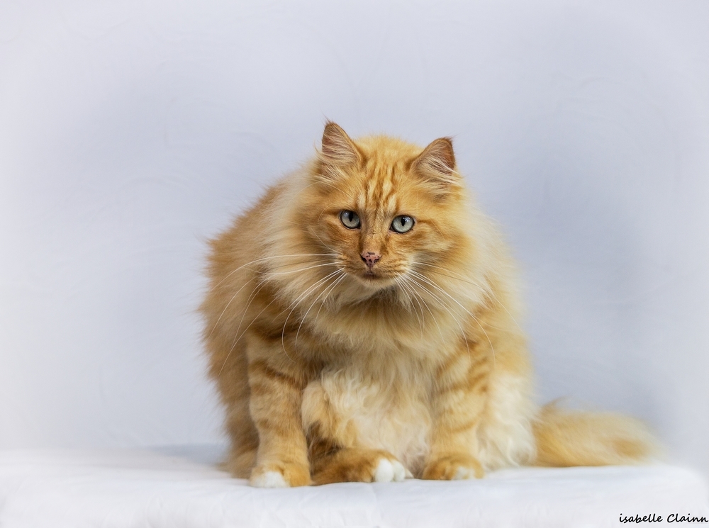 les chats 15fp.jpg