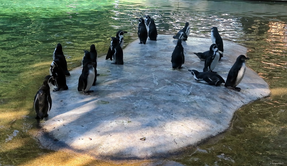 1015644441_IMG_5127_Nik_DxO.jpg.6596b3bb344da8da644d39de638f1d77.jpg