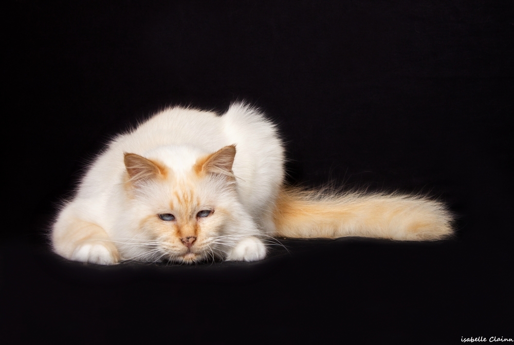 chat joue 2fp.jpg