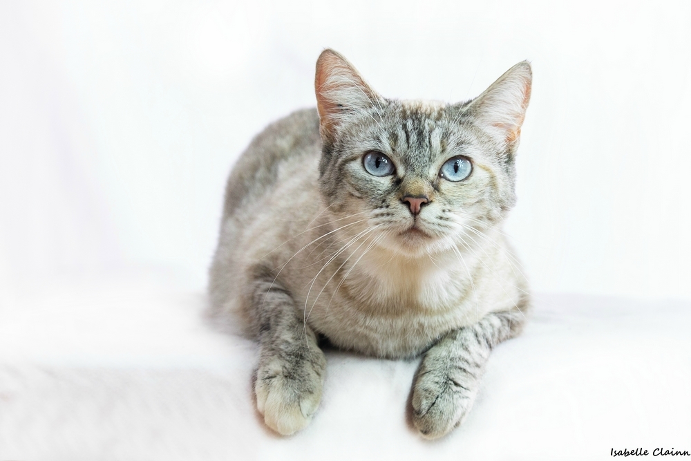 les chats 12fp.jpg