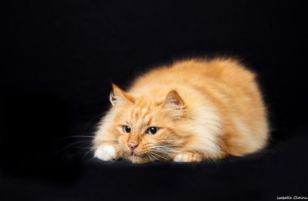 chat joue 3fp.jpg