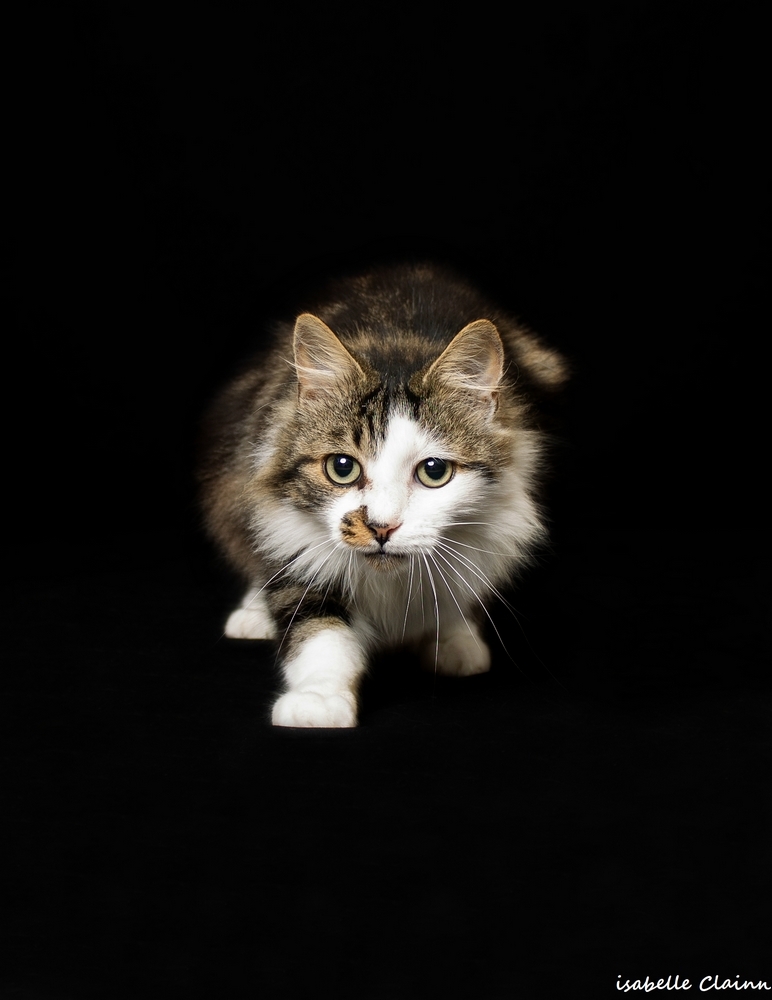chat joue 5fp.jpg