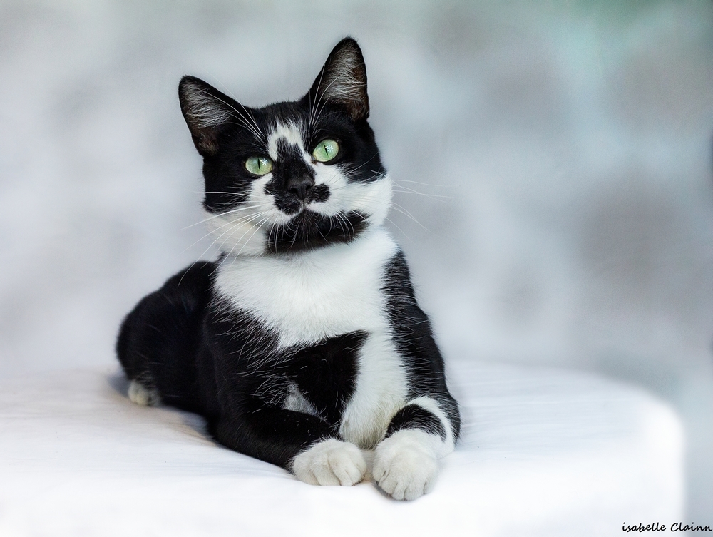 les chats 30fp.jpg