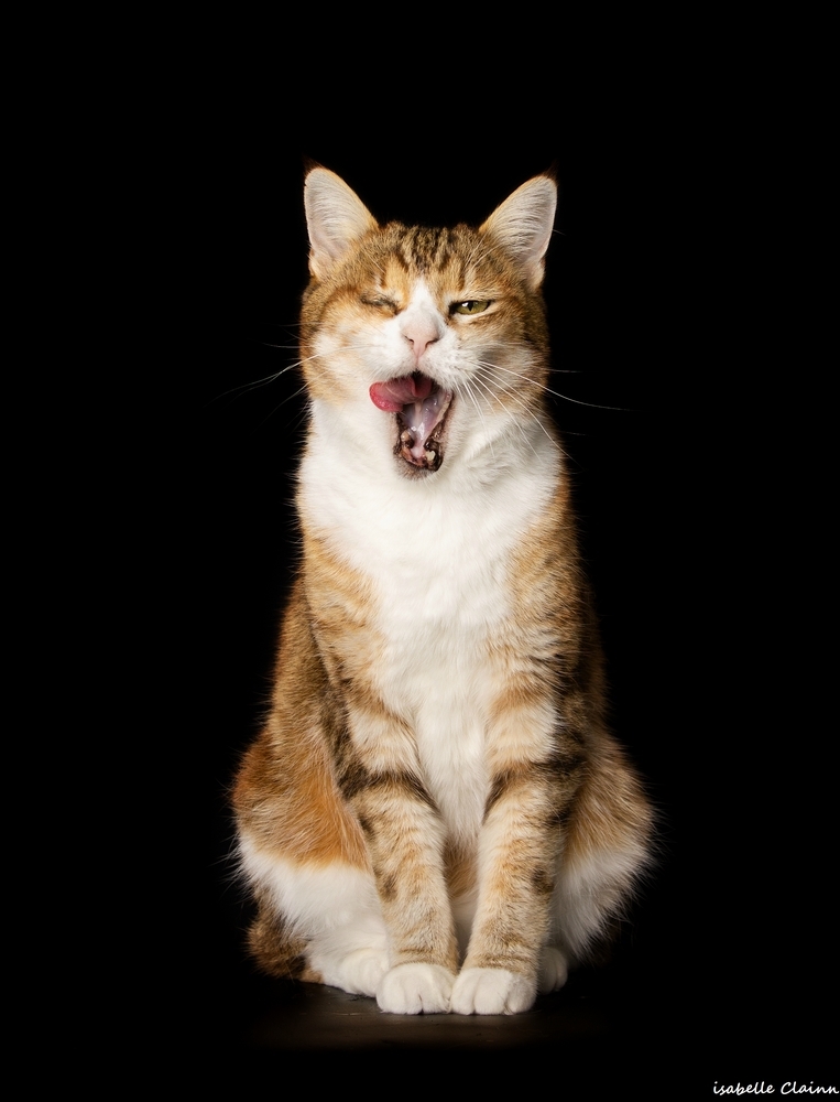 chat joue 14fp.jpg