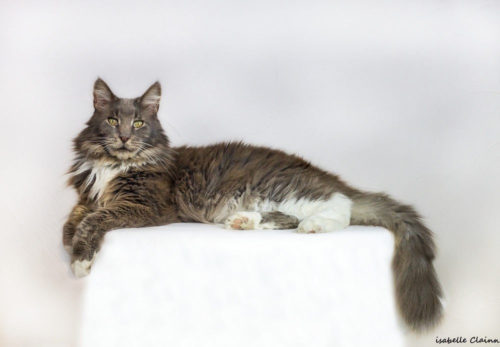 les chats 5fp.jpg
