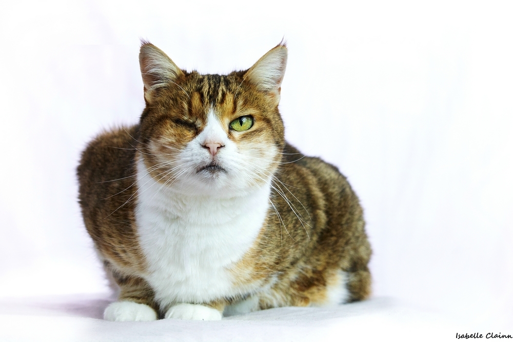 les chats 13fp.jpg