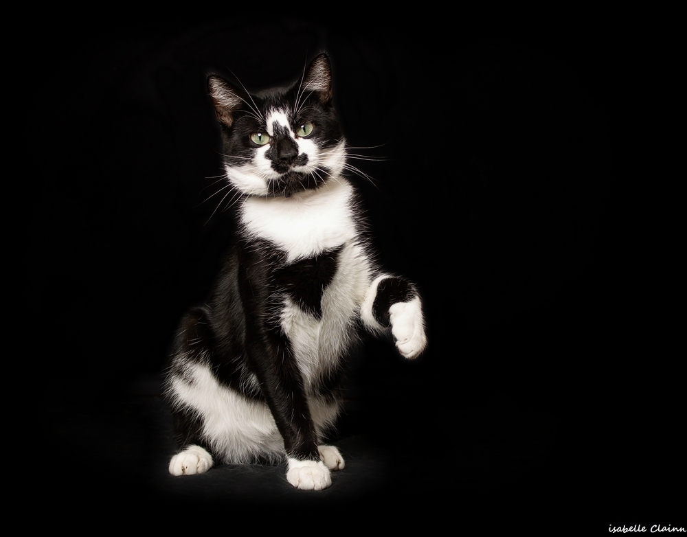 chat joue 13fp.jpg