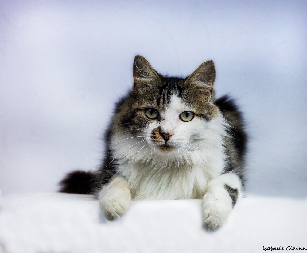 les chats 18fp.jpg