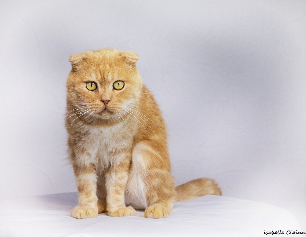 les chats 11fp.jpg