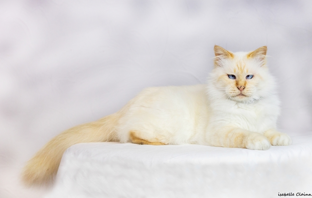 les chats 8fp.jpg