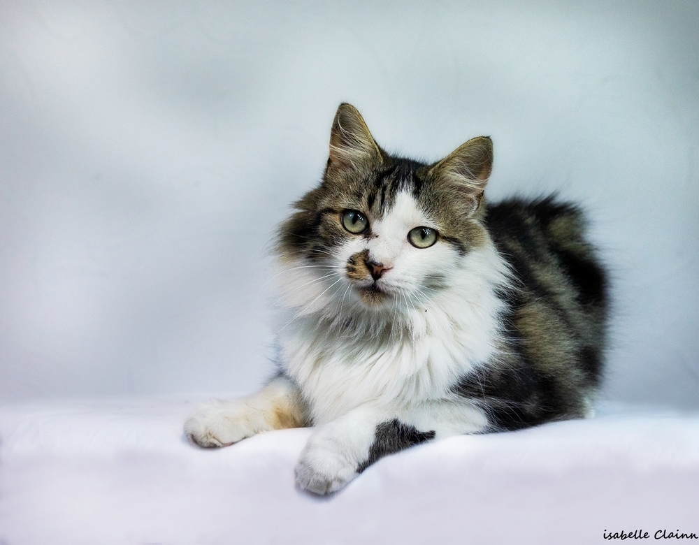 les chats 20fp.jpg