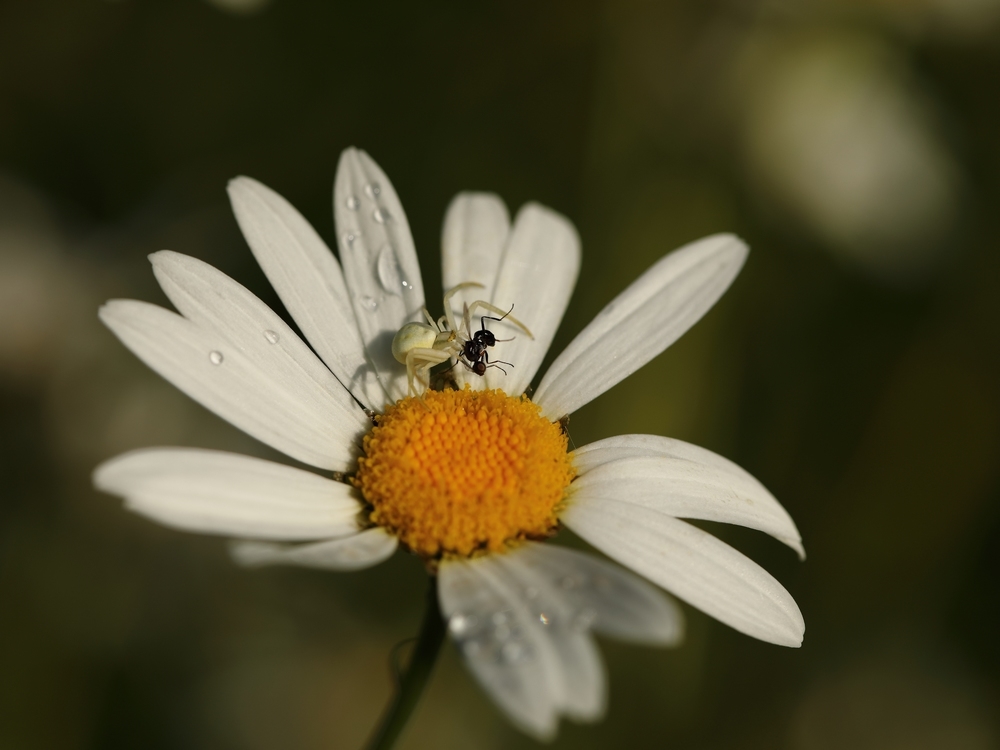 2G6A5650.JPG.f94f108801ea02691481e6c7cb1e7d3b.JPG