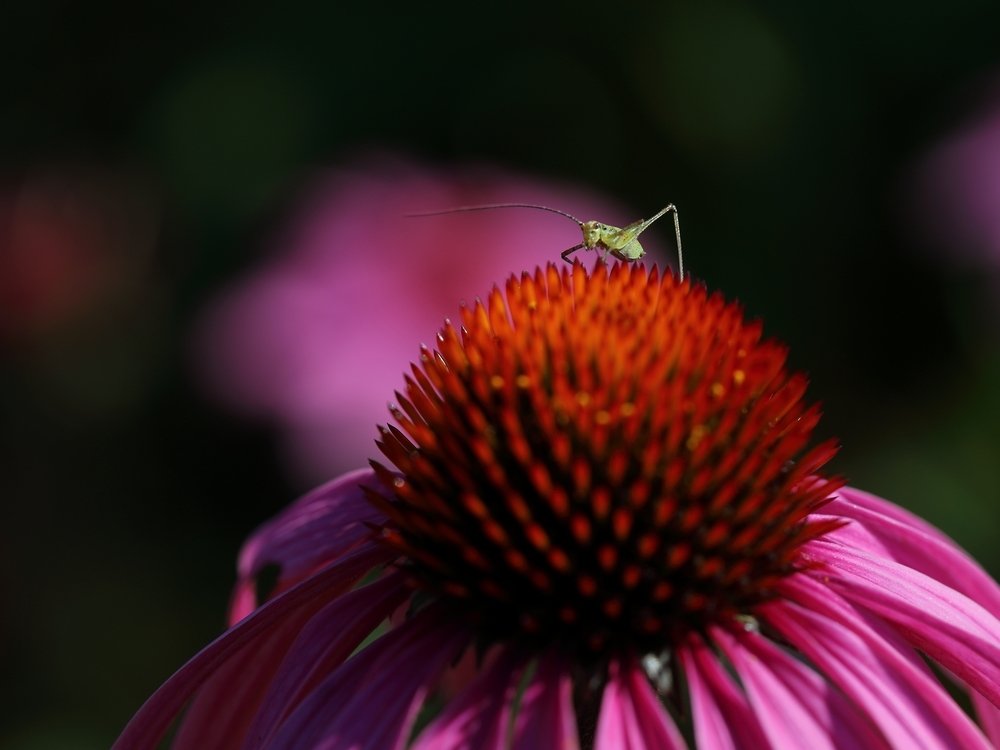 2G6A5746.JPG.0e2c316467aefd7f215e37cd8176df06.JPG