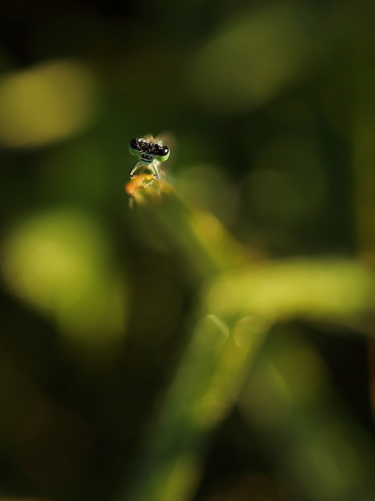 2G6A5771.JPG.aa751306a18d3a881aa2b6f1a5a374ff.JPG