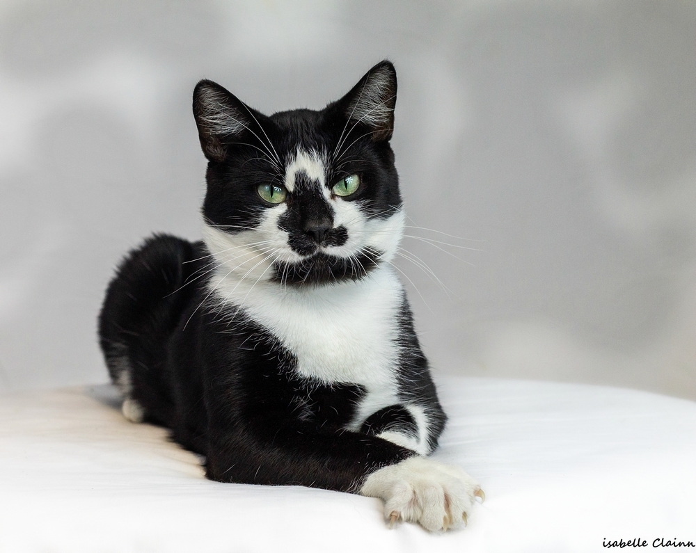 les chats 29fp.jpg