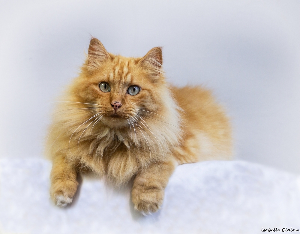 les chats 14fp.jpg