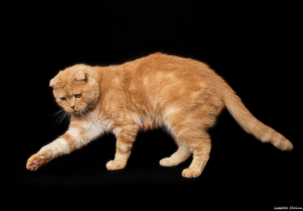 chat joue 7fp.jpg