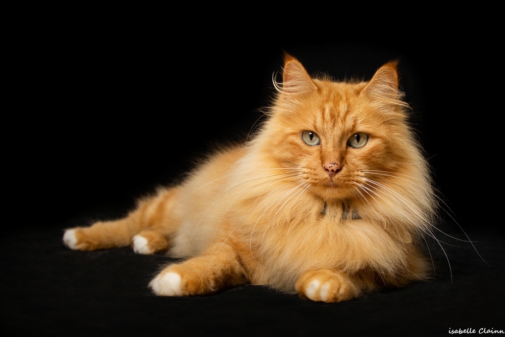 chat joue 15fp.jpg