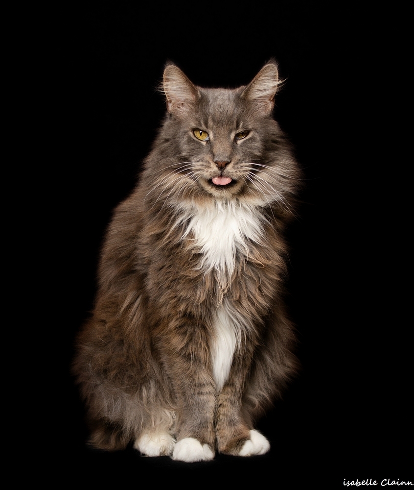 chat joue 9fp.jpg