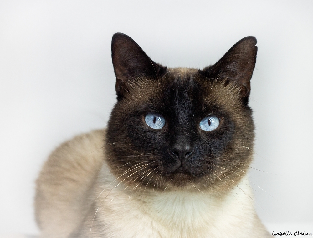 les chats 9fp.jpg