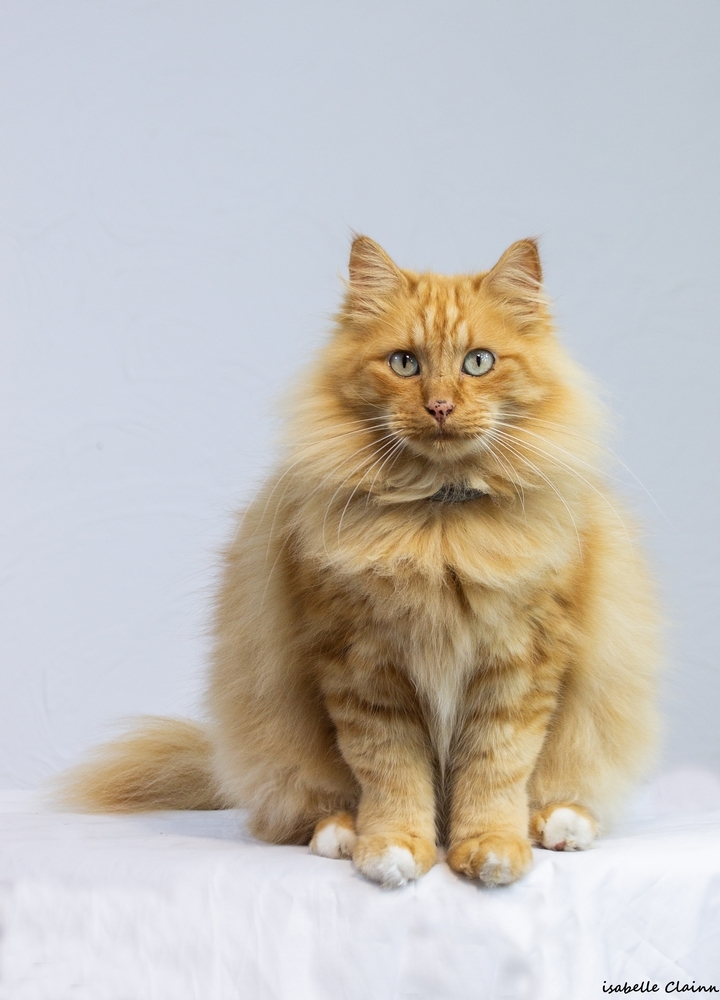 les chats 2fp.jpg