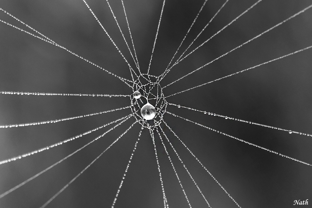 879150962_Perle_1bNB.jpg.f73342a71f91e69f82e5ec094c0e3dbc.jpg