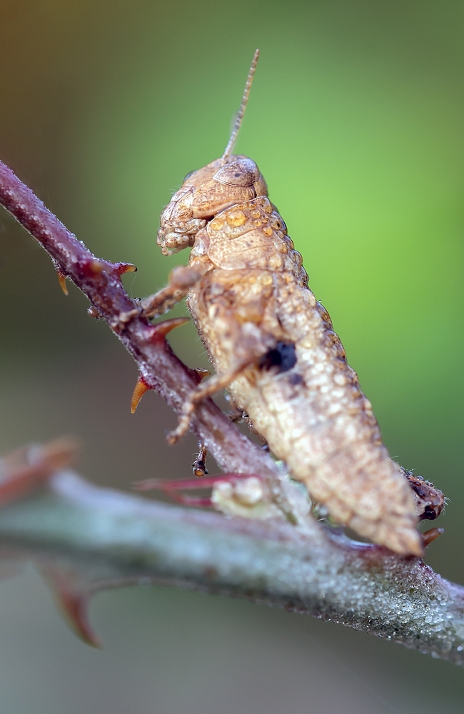 DSC_2302.jpg.869b901f9cbd8415435eb17bb84dd118.jpg