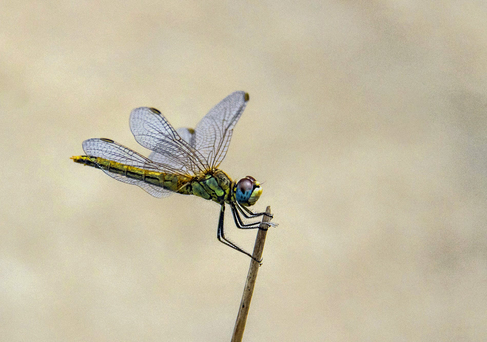 IMG_7020.jpg.df70829b40e7c015331f4cb902463495.jpg