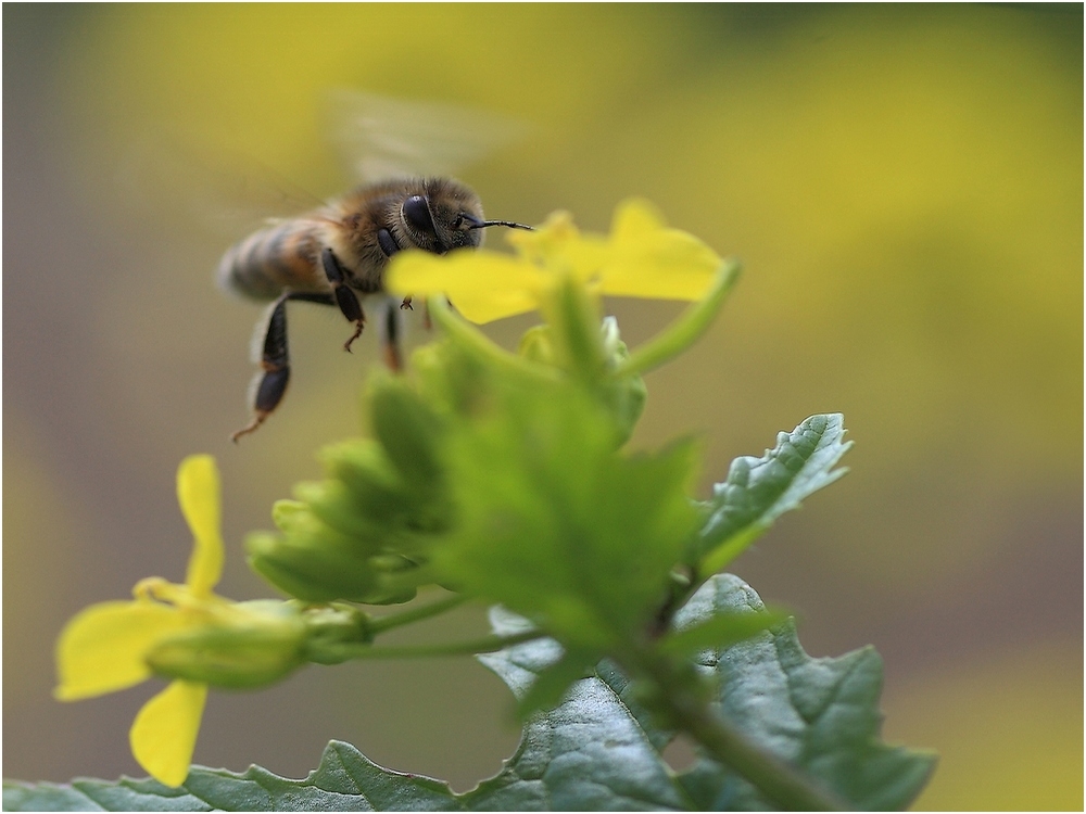 _MG_0991-abeille1000.jpg.cd1ead101bbaf1690edd729b7a4a208f.jpg