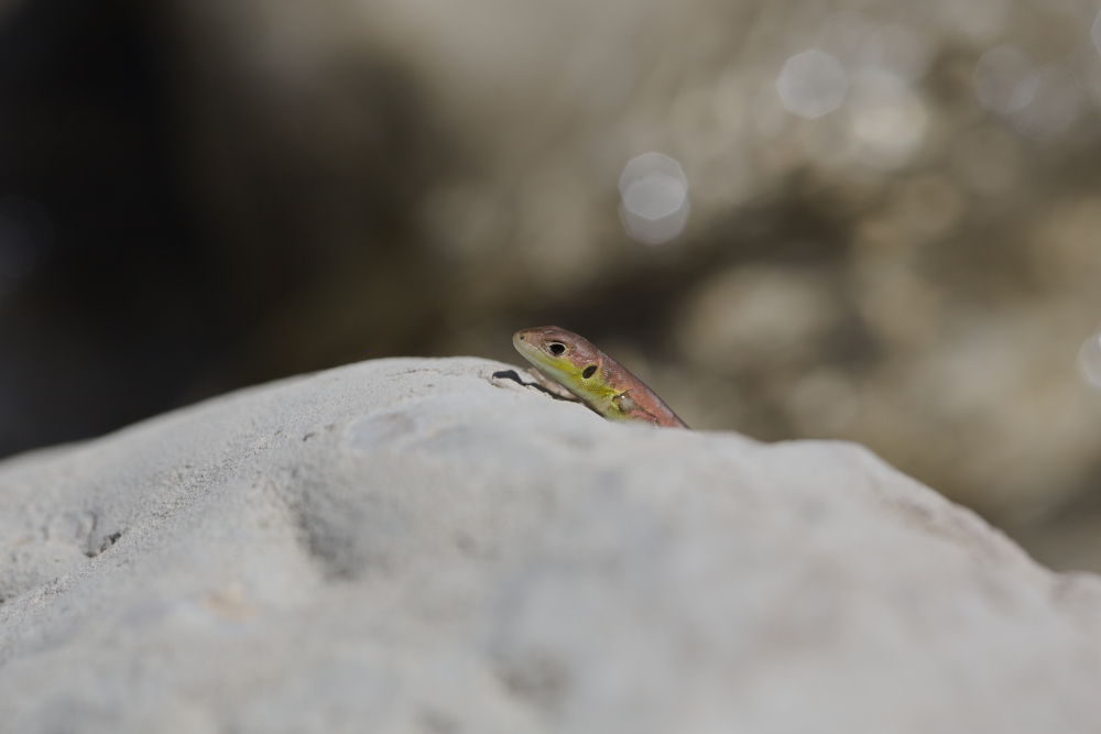 lezard1622.jpg.8e9c830c490bdb625971a050b8414fc7.jpg