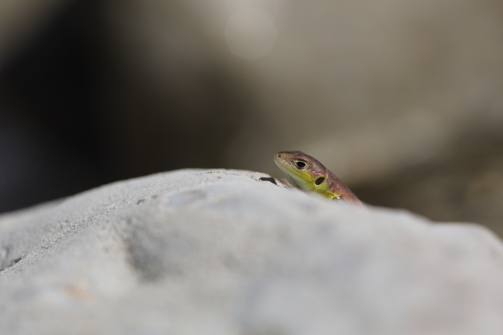 lezard1625.jpg.3102b4504a54505cbfba69b73427b6ff.jpg