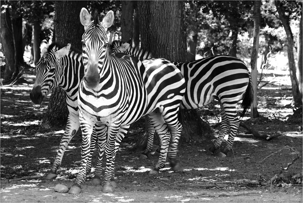Le zèbre à trois pattes