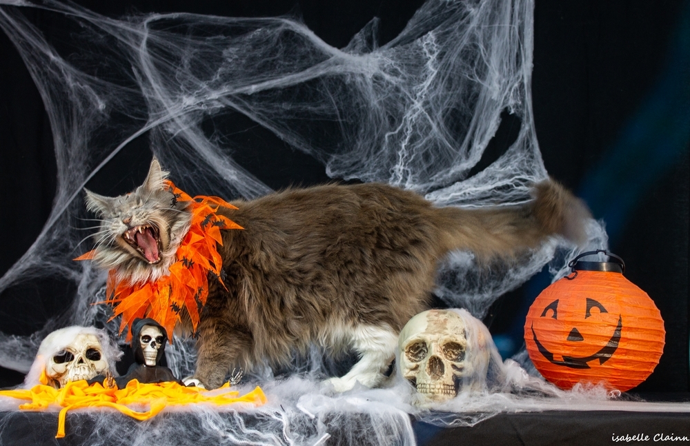 chalowween 26fp.jpg