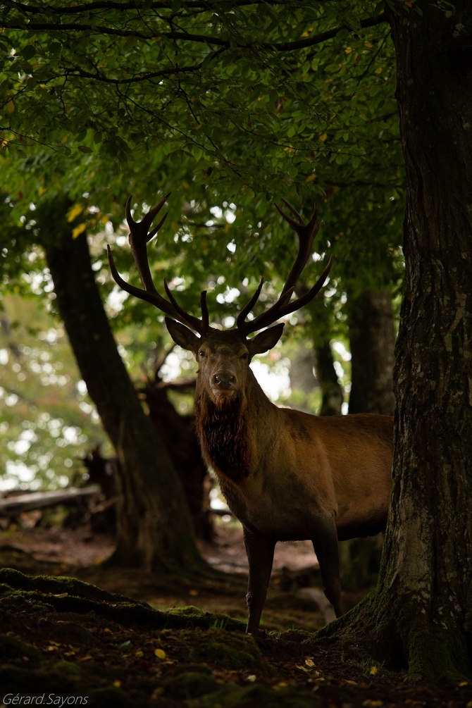 AV4R3468 - Copie.jpg