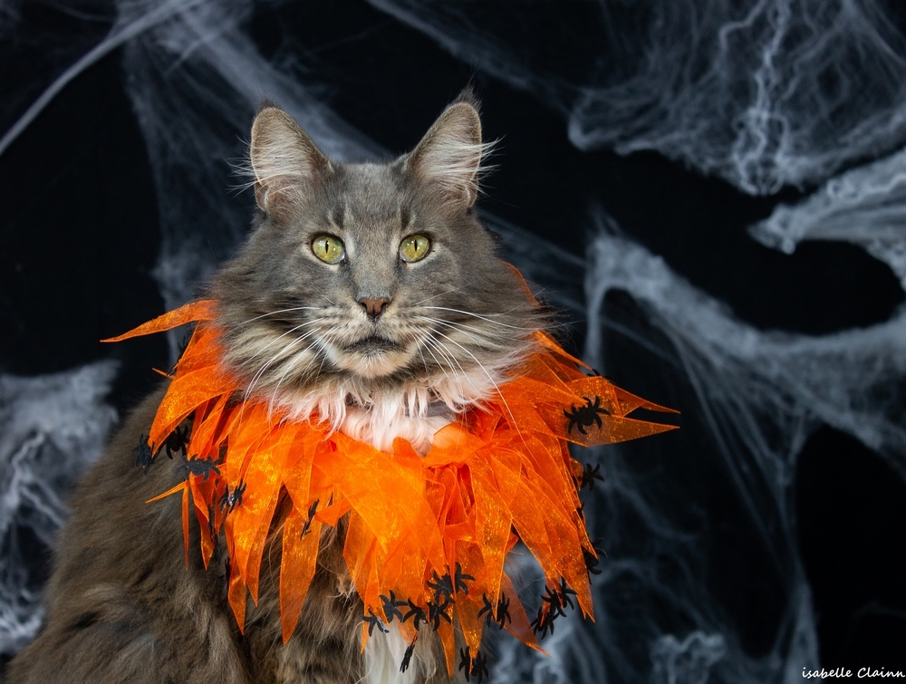 chalowween 5 fp.jpg
