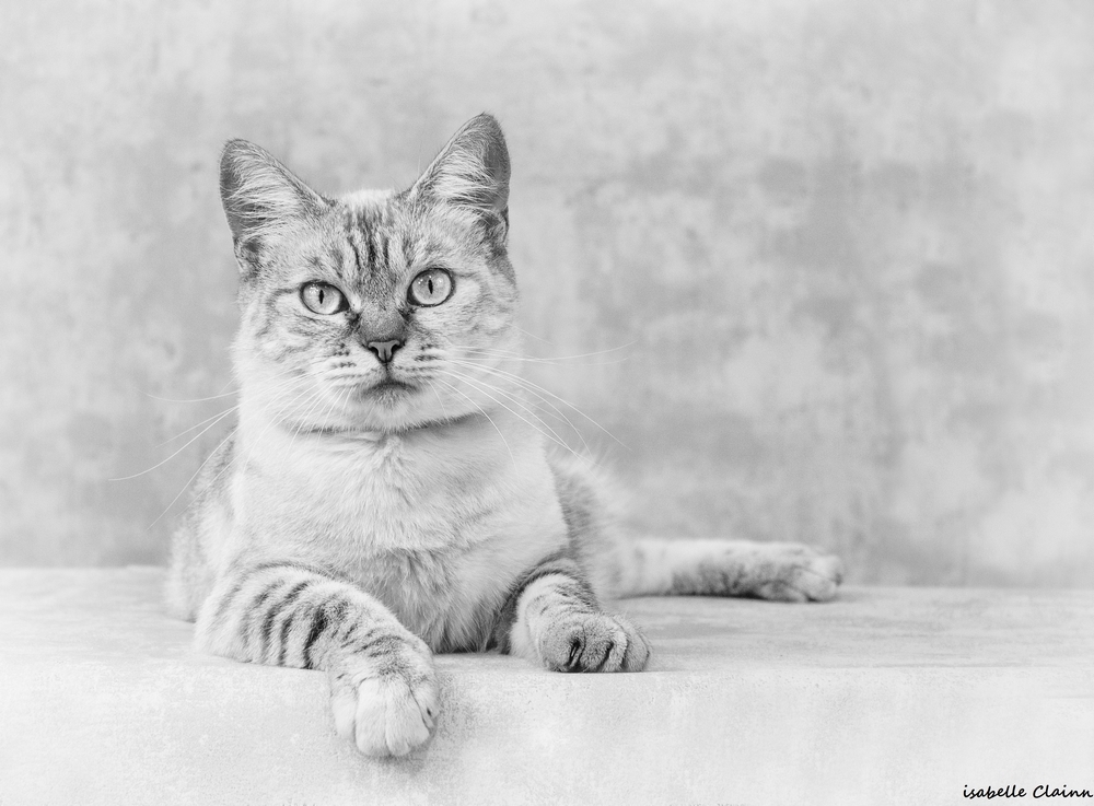 chat joue 38 nb fp.jpg