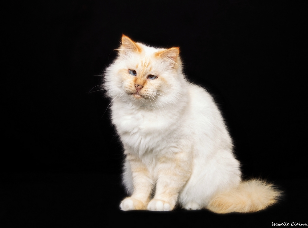 chat joue 27 fp.jpg