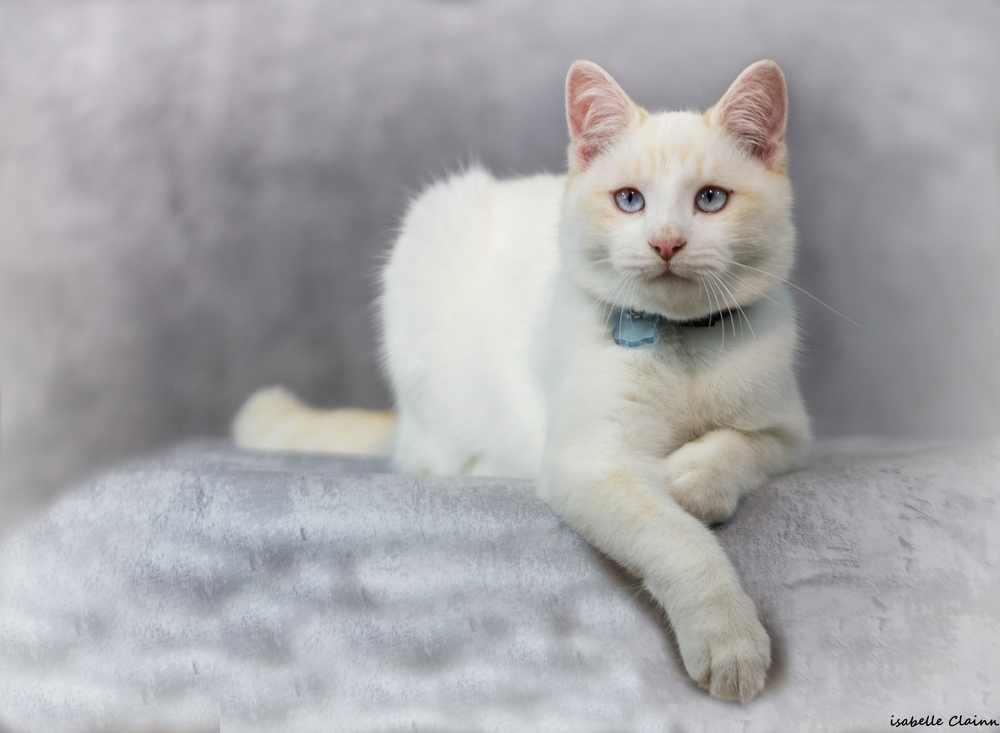 chat joue 68b fp.jpg