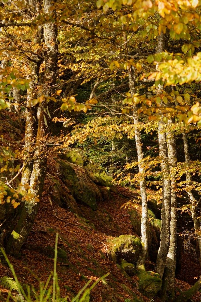 sous bois en automne1.jpg
