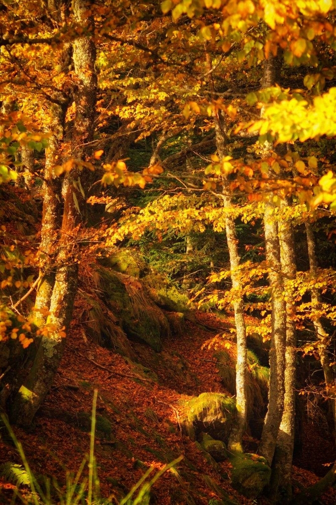 sous bois en automne 2.jpg