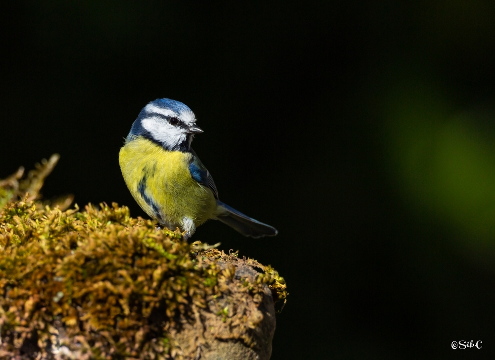 Mésange bleue 6.jpg