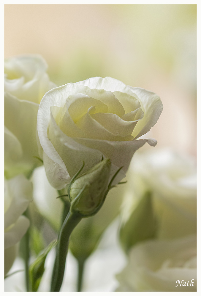 1642534111_Fleurblanche.jpg.9b1161be9a6b67081104dc1bd7e75a02.jpg
