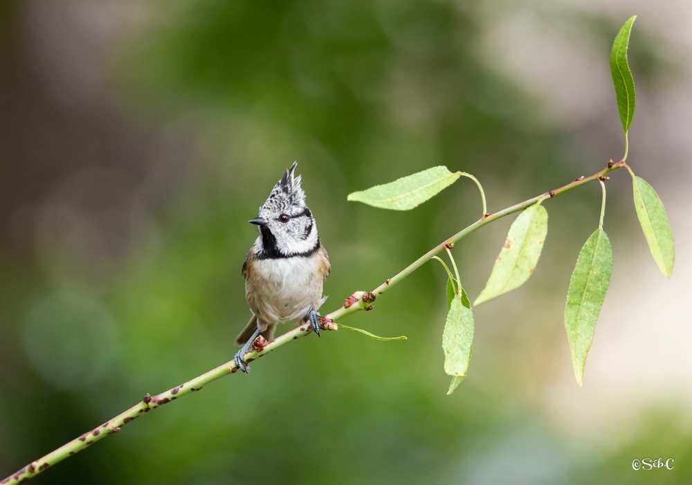 Mésange huppée.jpg