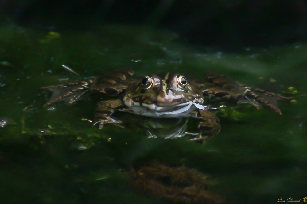 1747502958_2016_06_05-H15_49_42-N2492-Modifier-2.jpg.a7eb2329de81aeb34e2653127a626ffd.jpg