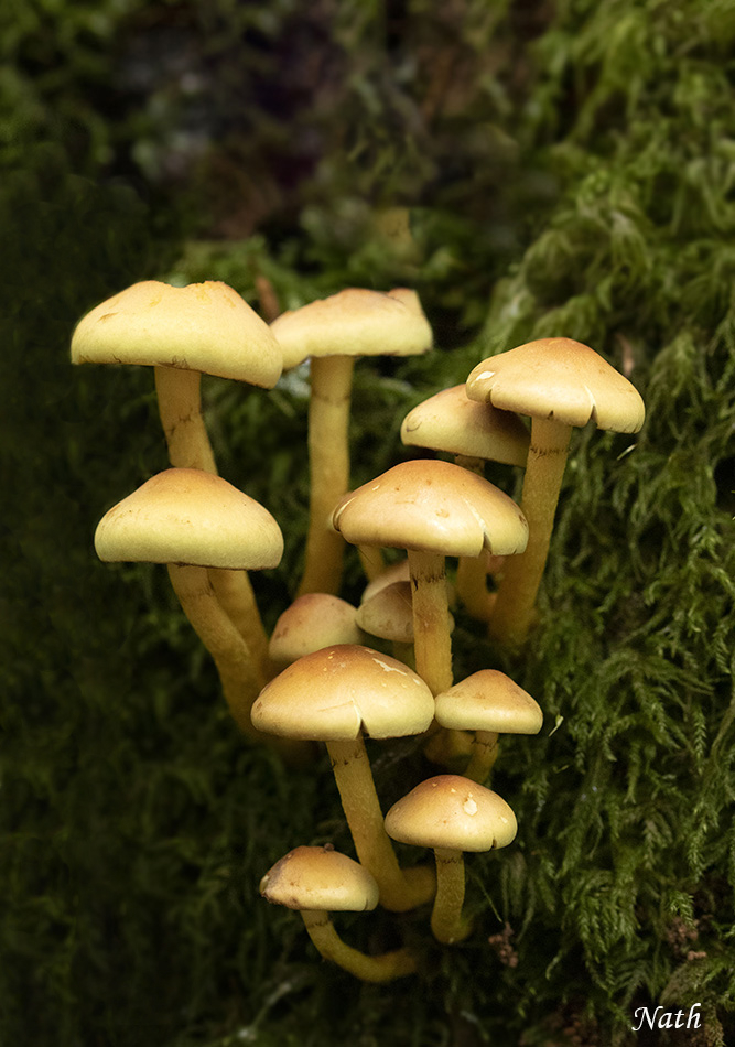 1901381343_Champignons_4b.jpg.8afd6674f42668285ee863bd81f89e0c.jpg